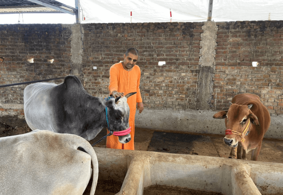 Cows at the gaushala with a devotee caring for them